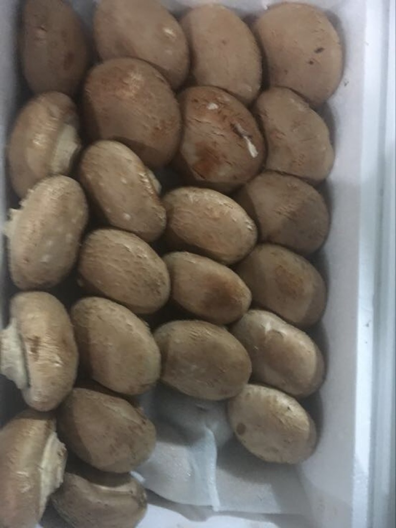 鹿茸菇一级