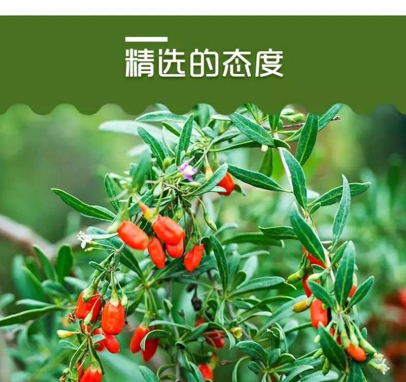 好枸杞