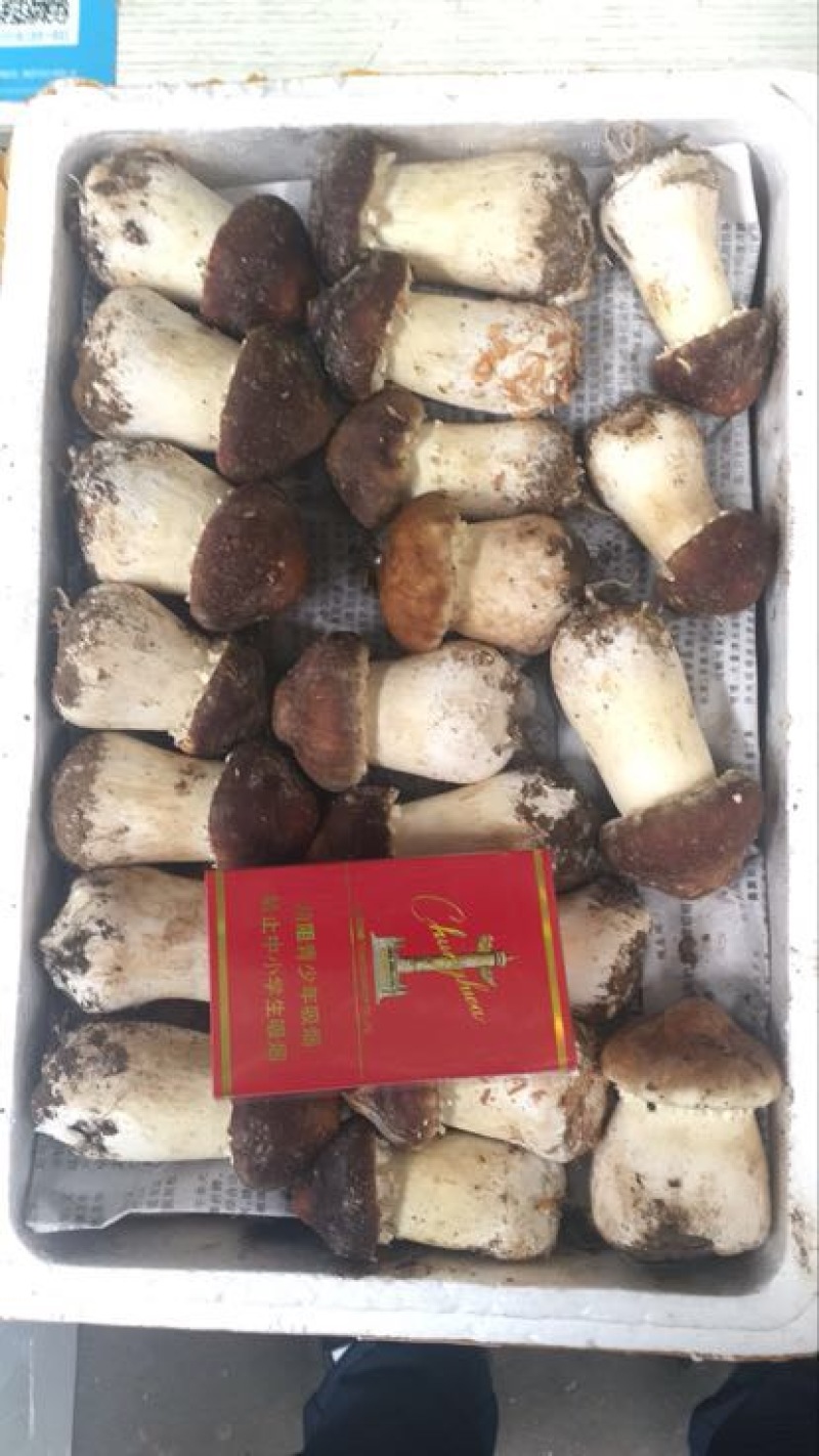 虎奶菇一级4cm