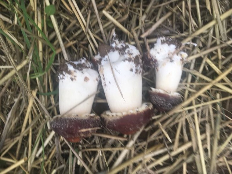 虎奶菇一级4cm
