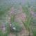 供应野生三叉白芨苗子果夹球块