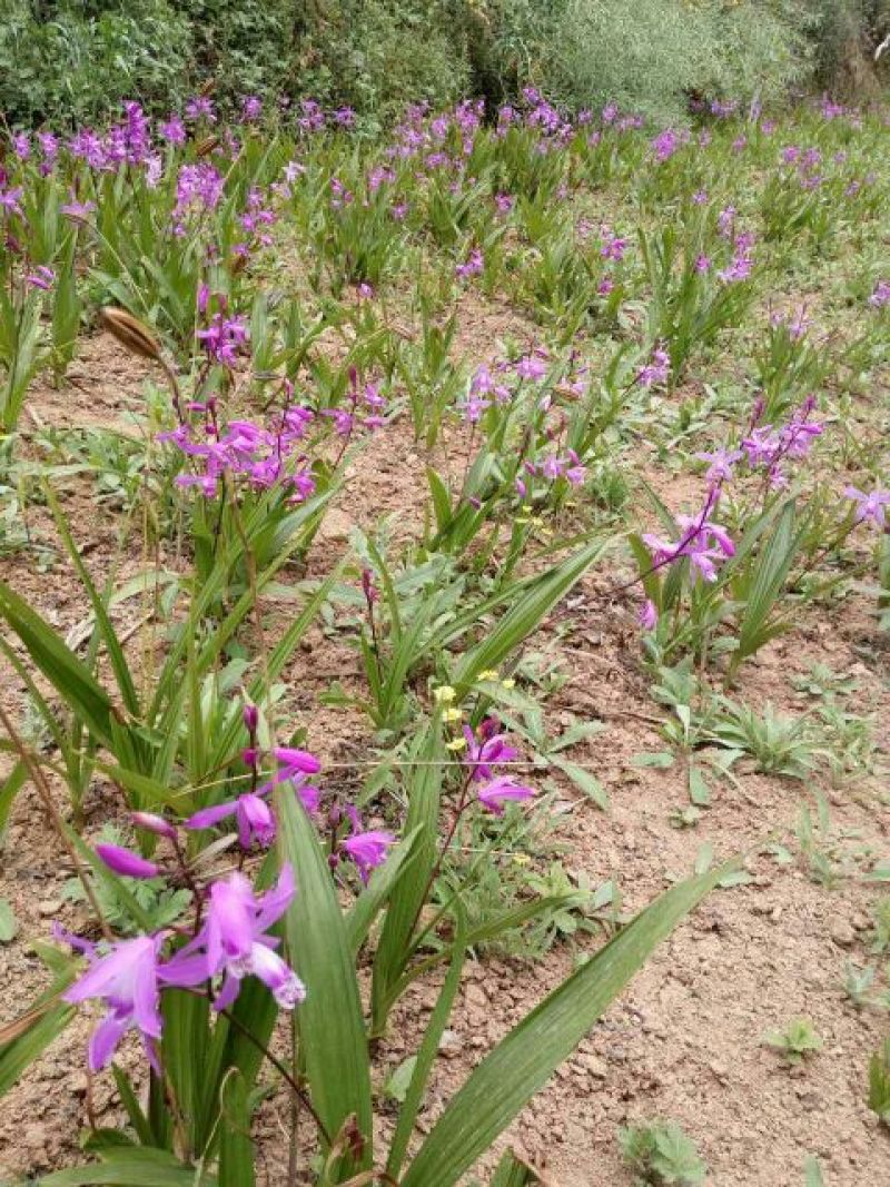供应野生三叉白芨苗子果夹球块