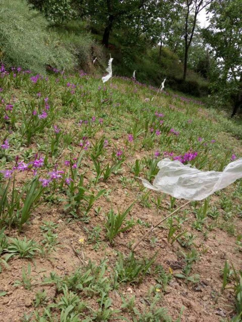 供应野生三叉白芨苗子果夹球块