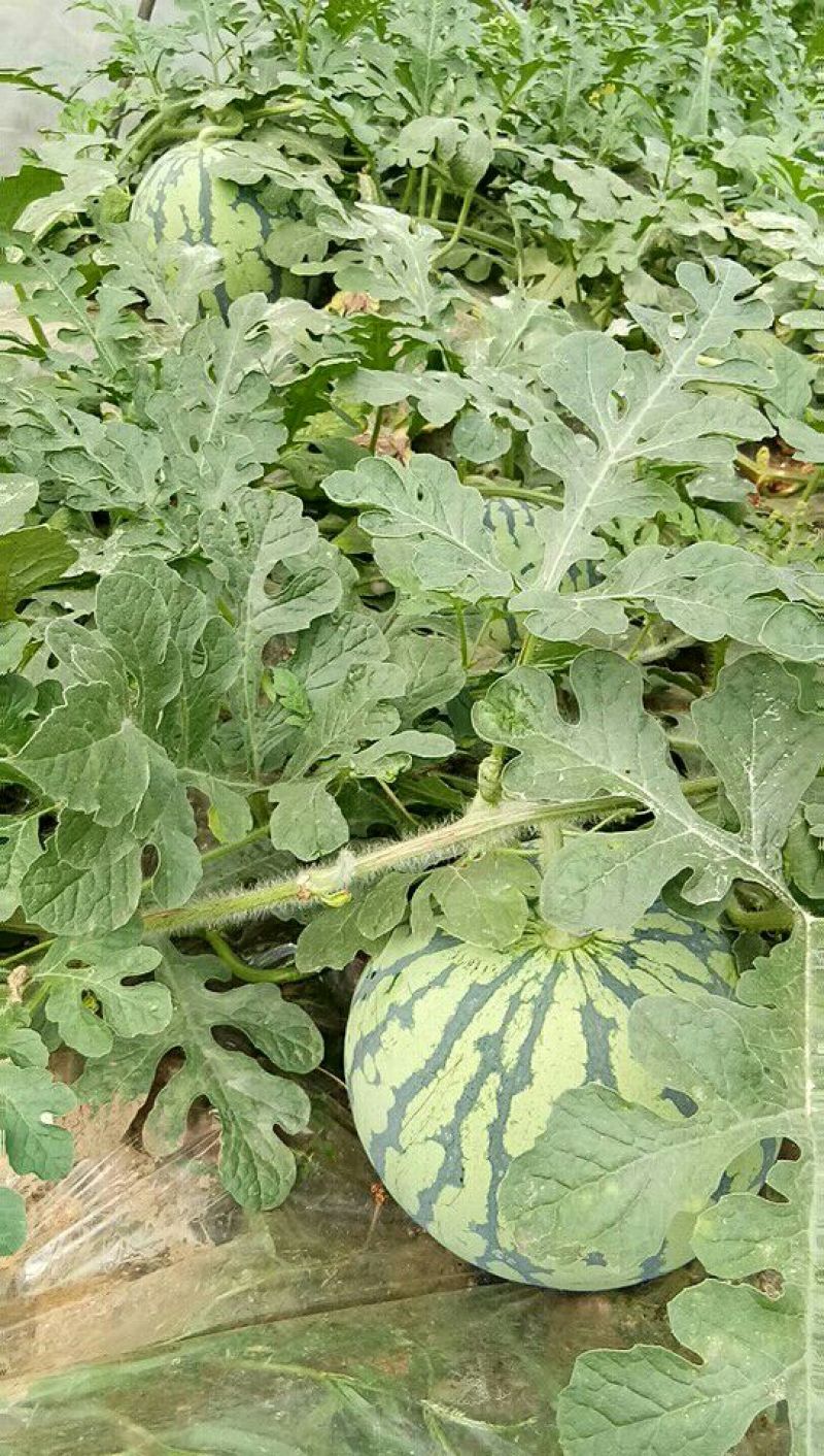 麒麟西瓜，甜度适足，口感很好，价钱电话联系