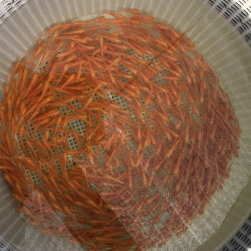 金草鱼苗，俄罗斯金草鱼