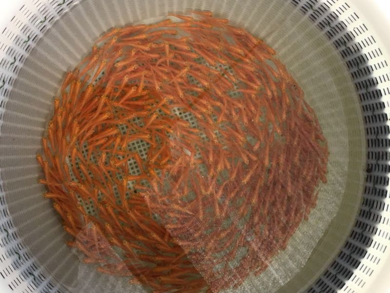 金草鱼苗，俄罗斯金草鱼