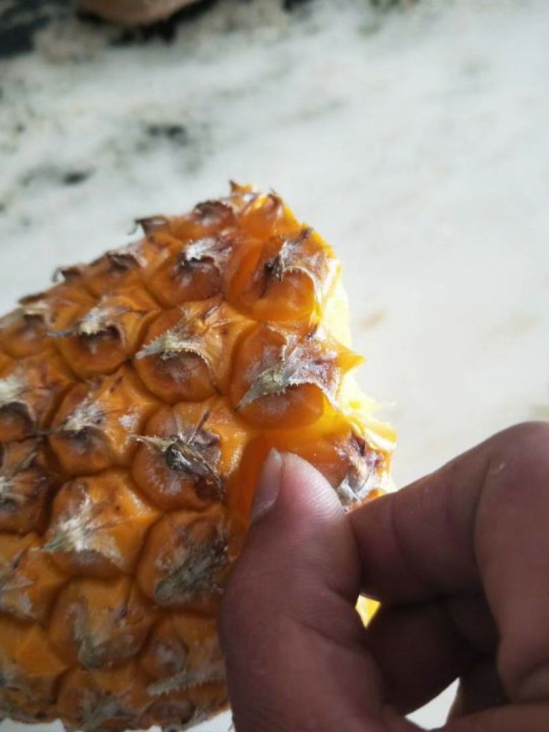 海南手撕菠萝凤梨
