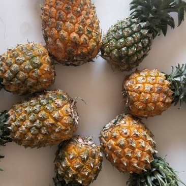 海南手撕菠萝凤梨