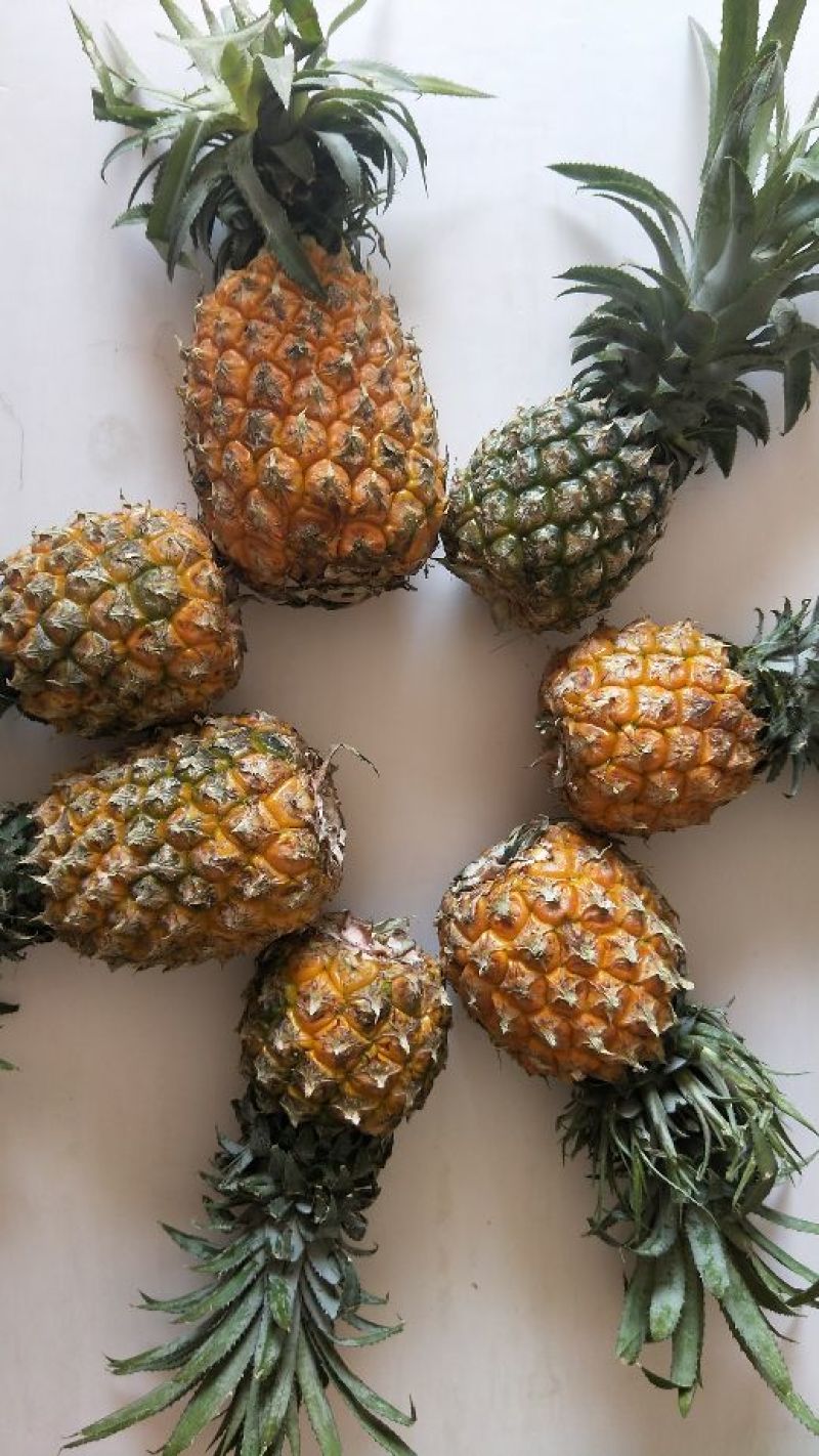 海南手撕菠萝凤梨