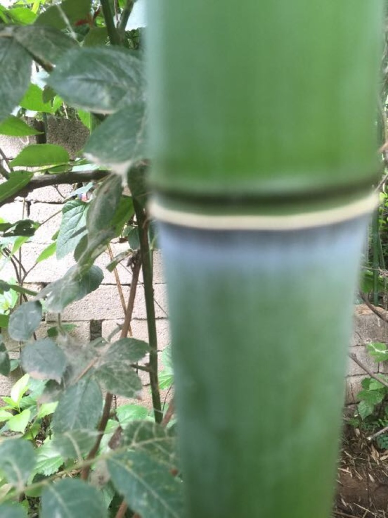 绿竹4~5m