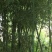 绿竹4~5m