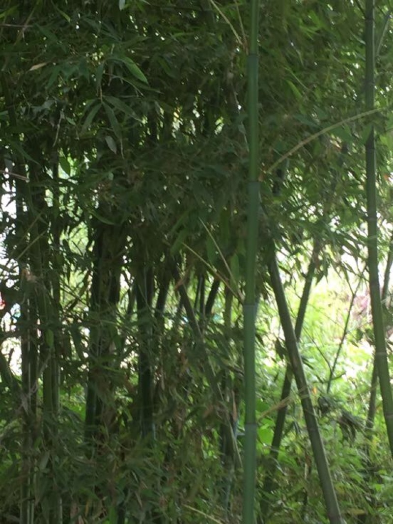绿竹4~5m