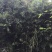 绿竹4~5m