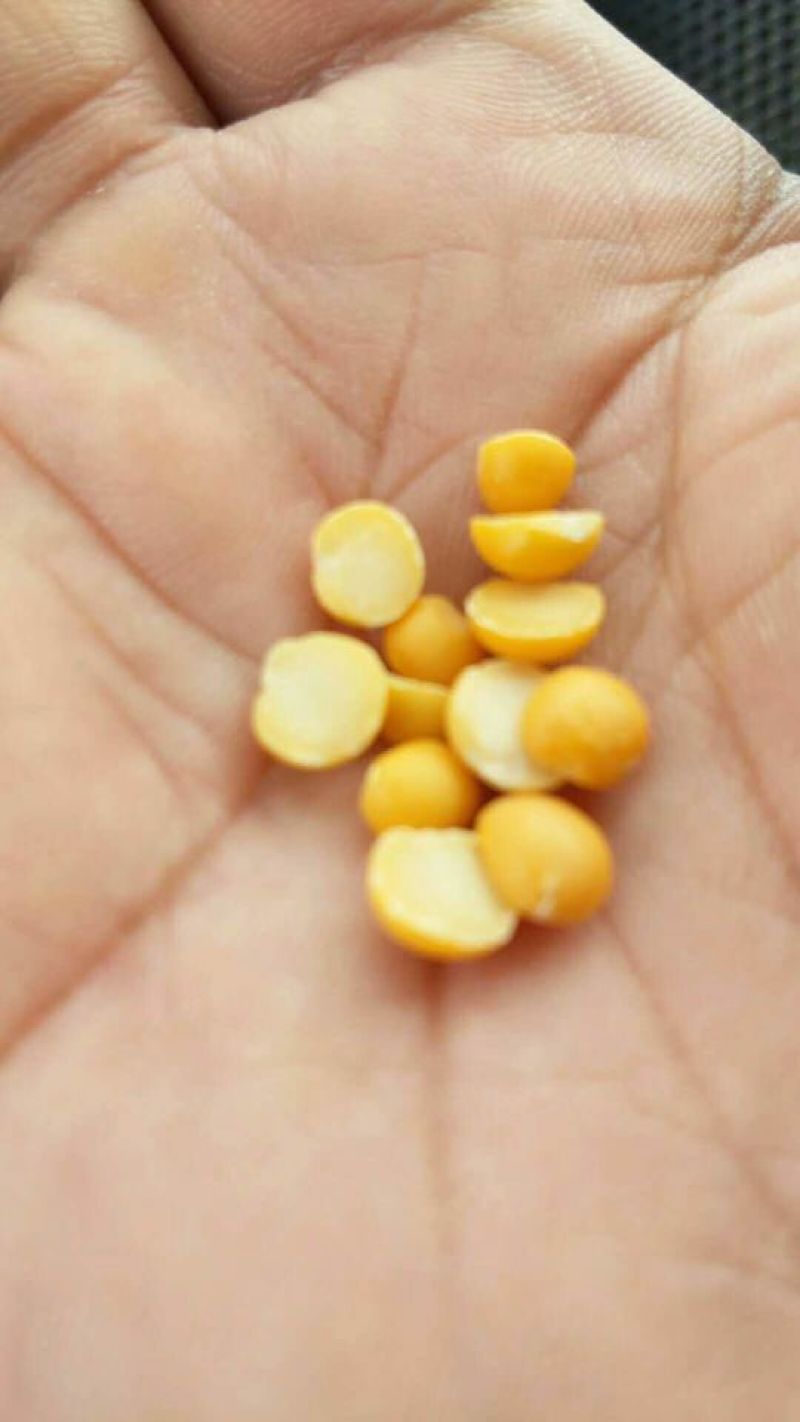 豌豆瓣，二分之一瓣，分带皮和不带皮两种。