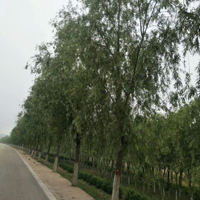 垂柳15-20