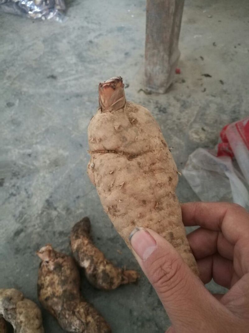 【咨询有惊喜】干天麻中药天麻欢迎老板咨询下单