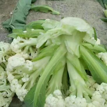 白面青梗松花菜散花2~3斤乳白