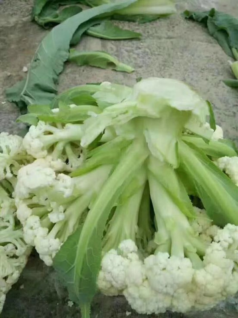 白面青梗松花菜散花2~3斤乳白
