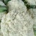 白面青梗松花菜散花2~3斤乳白