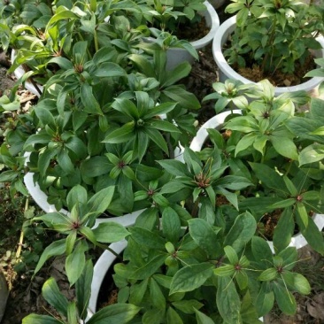 大量出售草果苗，0.5公分到40公分都