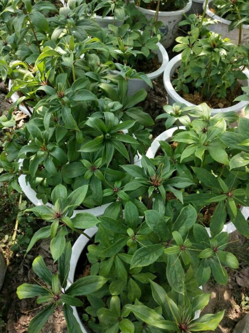 大量出售草果苗，0.5公分到40公分都