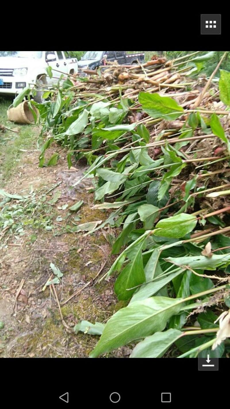 大量出售草果苗，0.5公分到40公分都