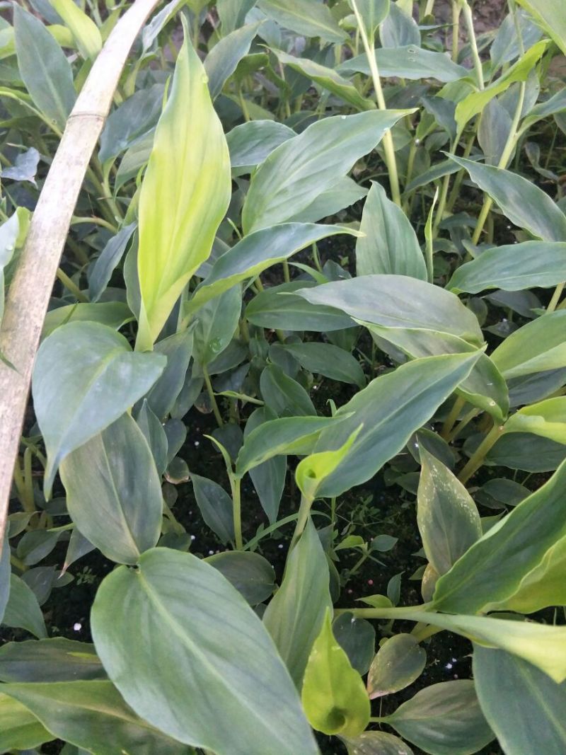 大量出售草果苗，0.5公分到40公分都