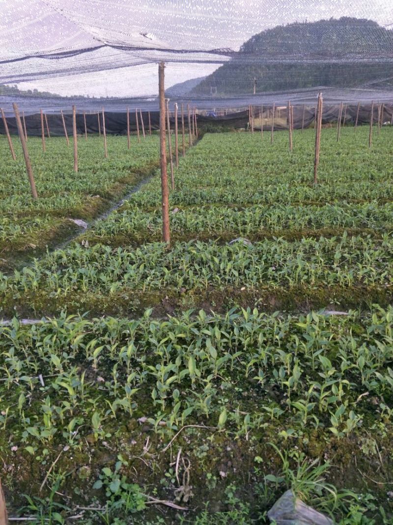 大量出售草果苗，0.5公分到40公分都