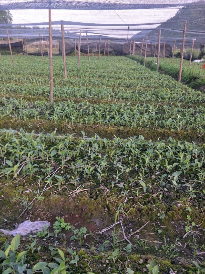 大量出售草果苗，0.5公分到40公分都