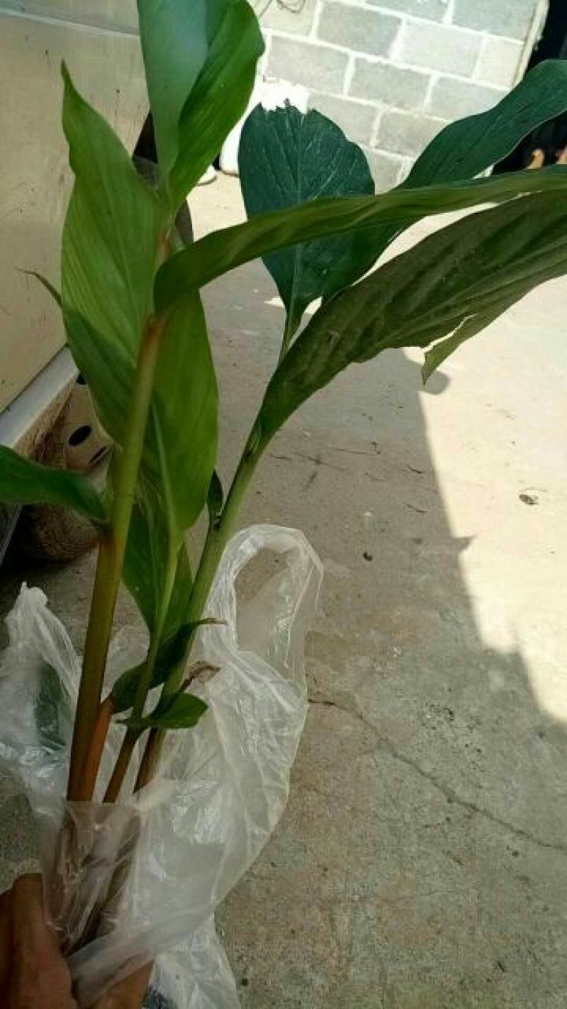 草果苗