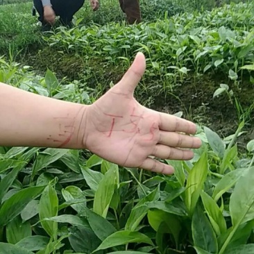 草果苗