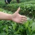 草果苗