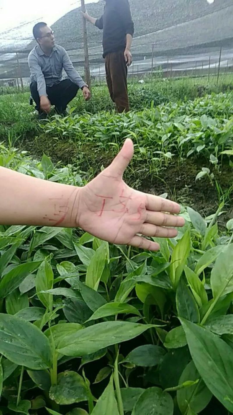 草果苗