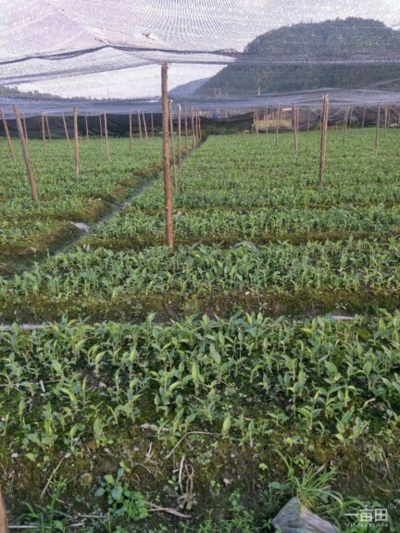 草果苗