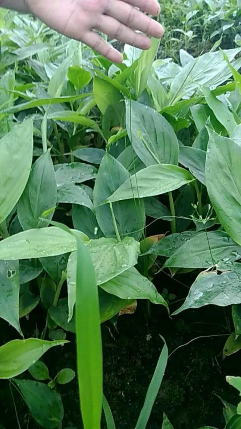 草果苗