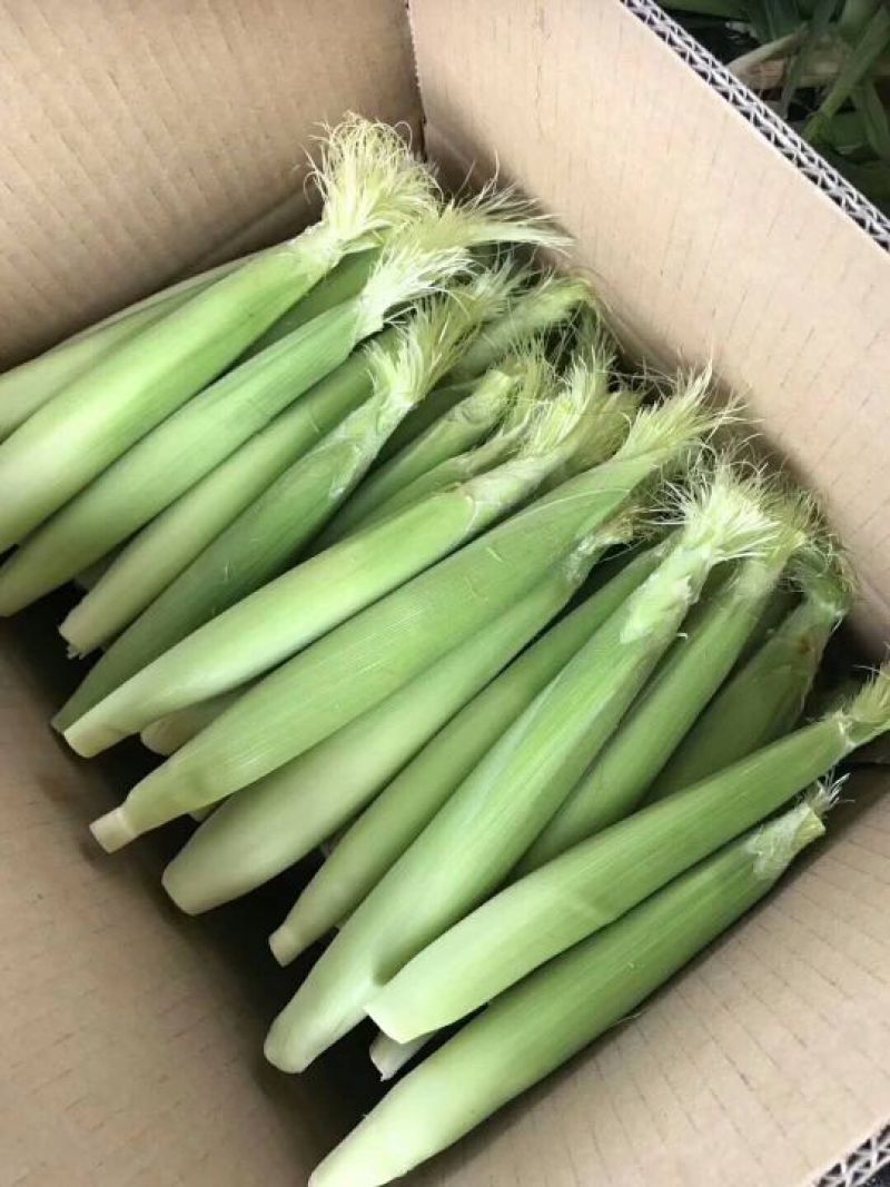 甜玉米