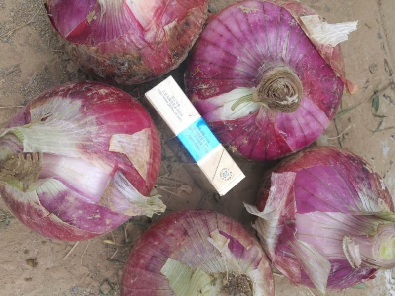洋葱紫皮洋葱、红皮洋葱8零起步电商食堂市场