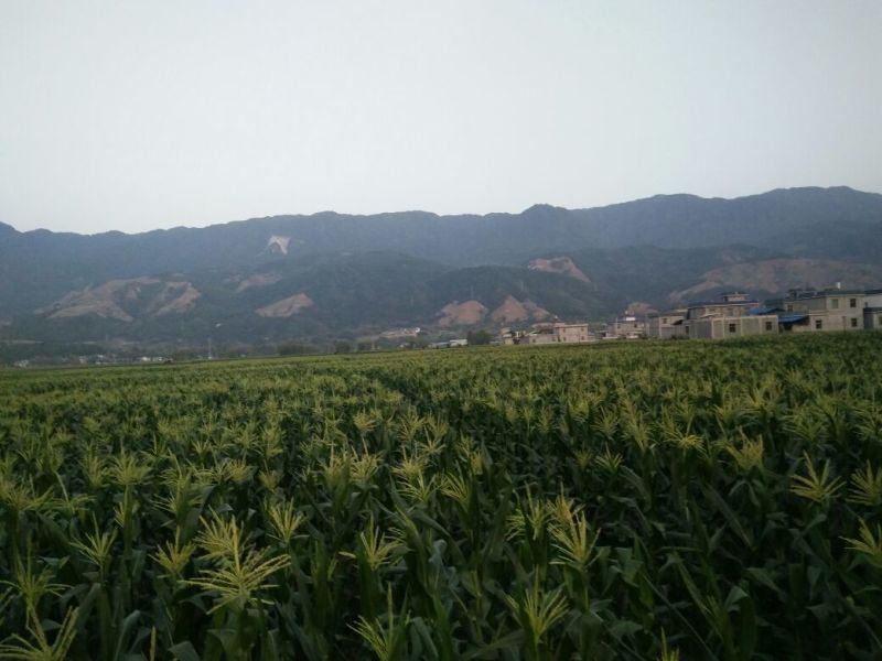 大量甜玉米即将上市