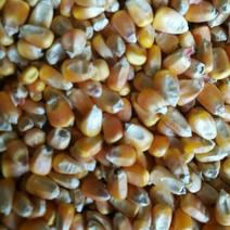 东北黄玉米14-16%