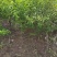 榆叶梅