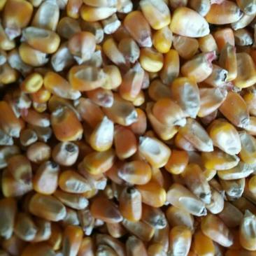 东北黄玉米14-16%
