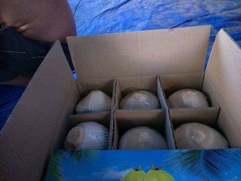 50箱起批，9个装，海南文昌椰子包邮