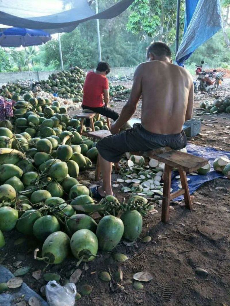 50箱起批，9个装，海南文昌椰子包邮