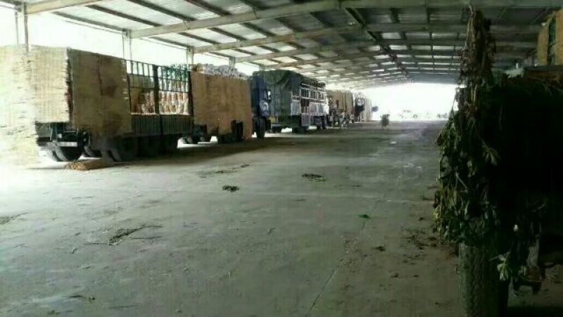 山东荷兰十五土豆中薯5通货诚信代收代发全国发货