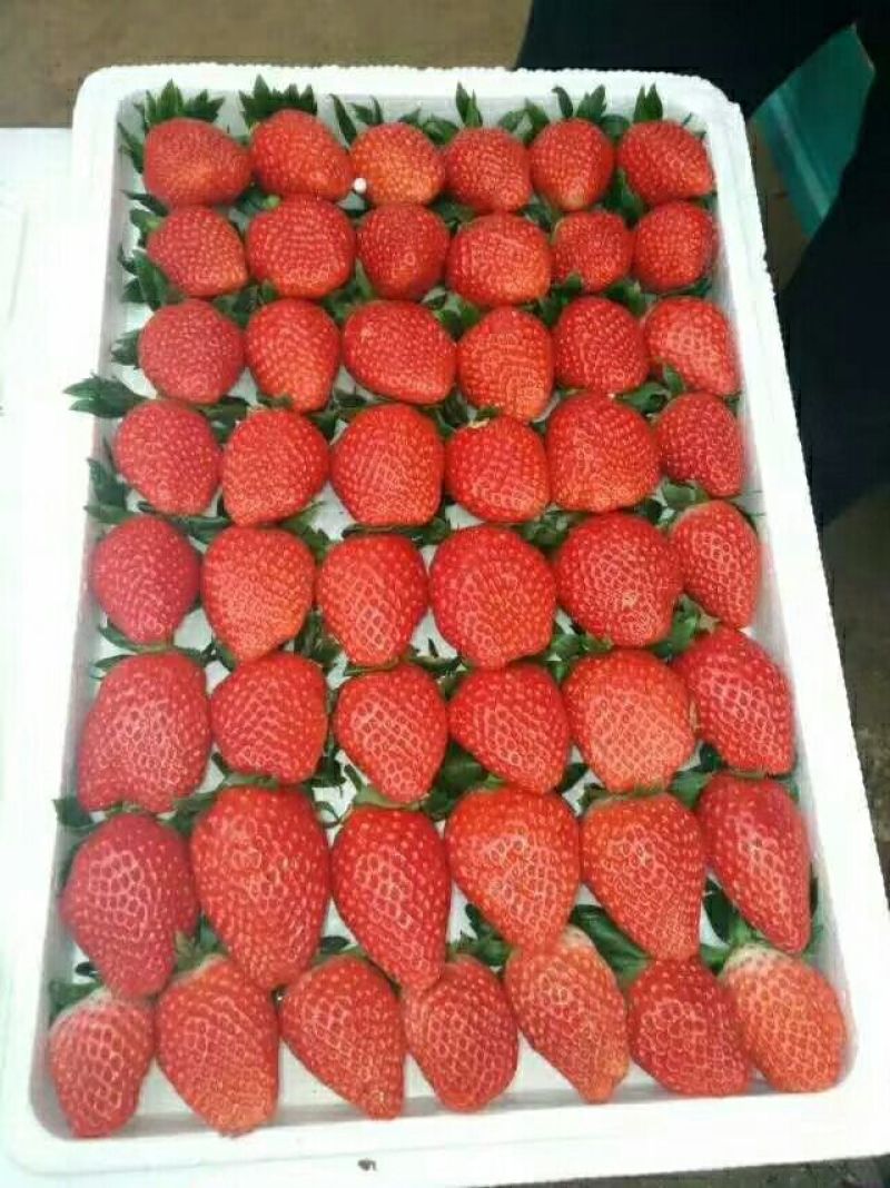 红颜草莓苗种苗妙香七号草莓苗育苗基地脱毒草莓苗