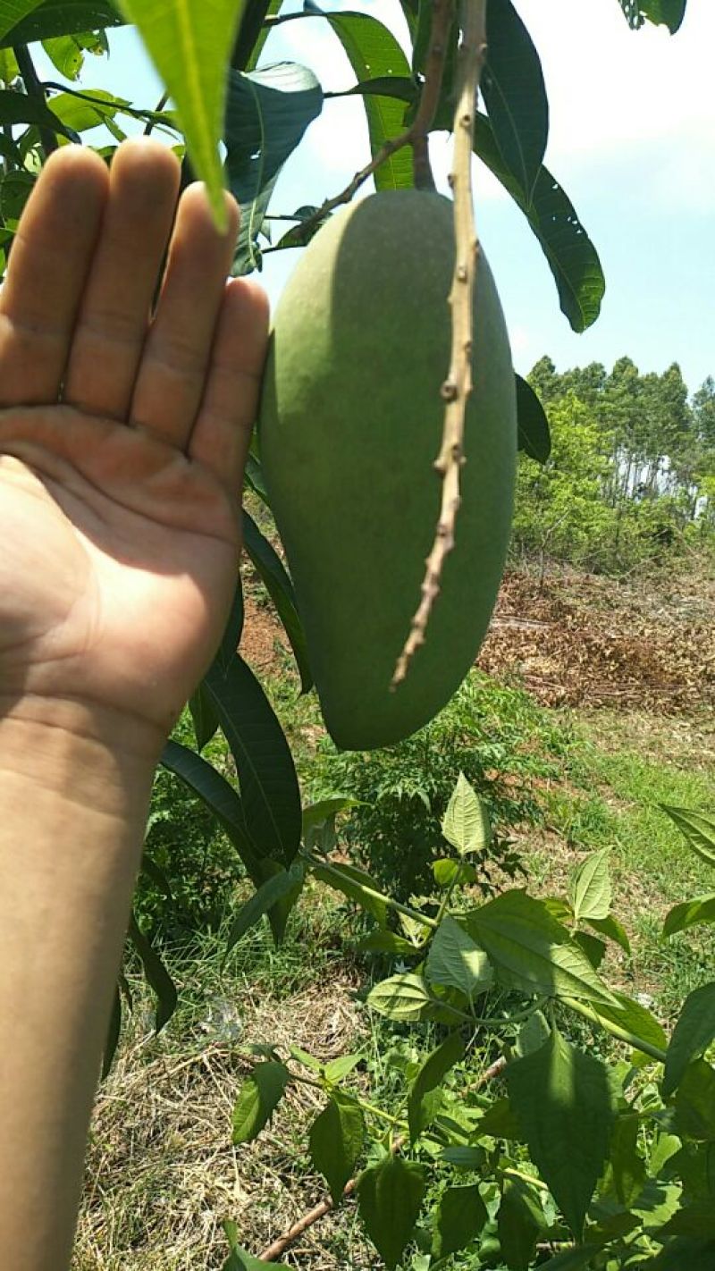 金煌芒树苗1m以下