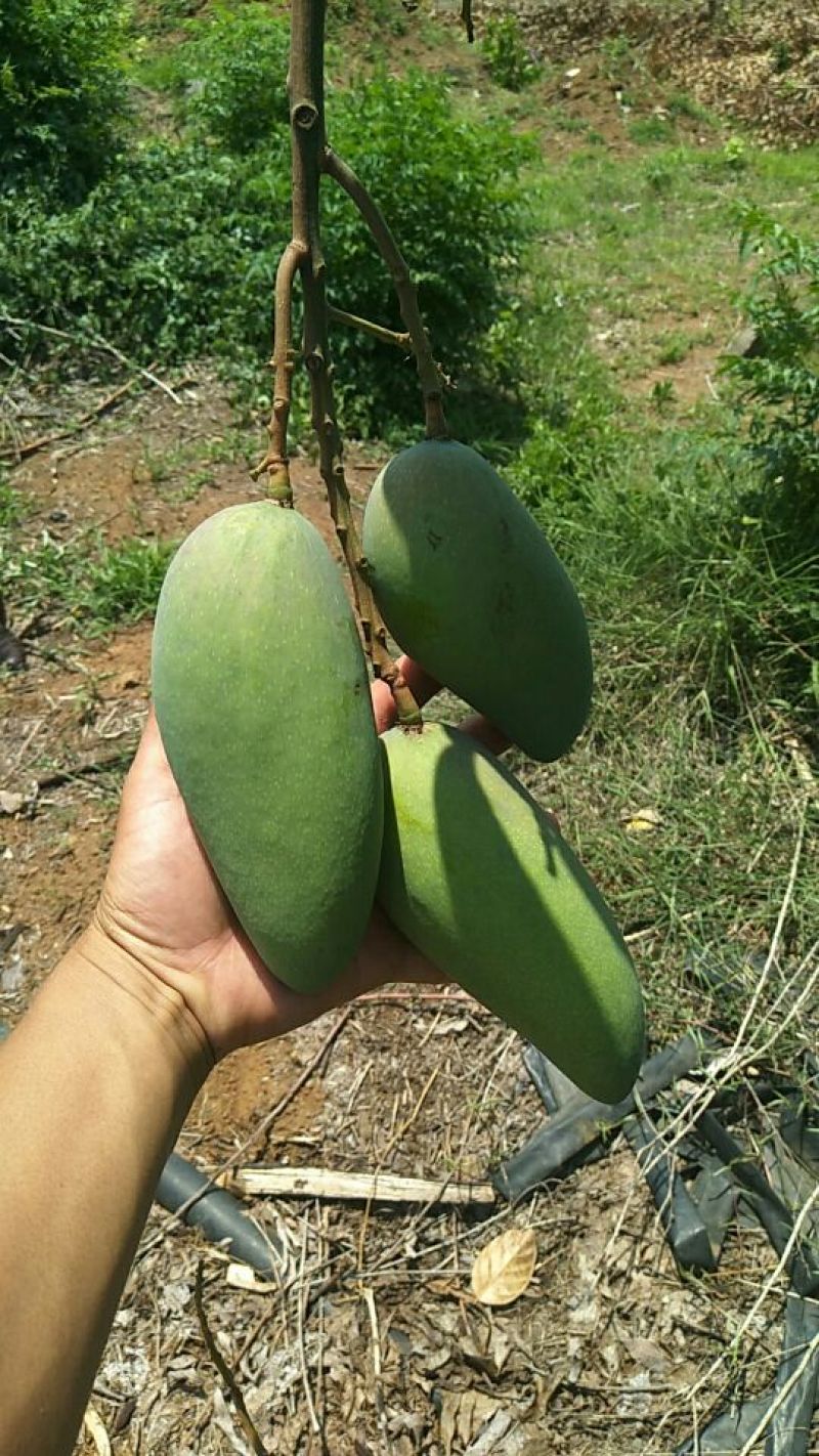 金煌芒树苗1m以下