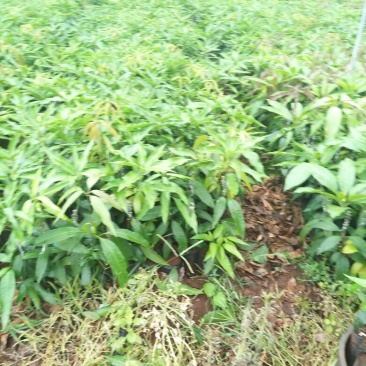金煌芒树苗1m以下