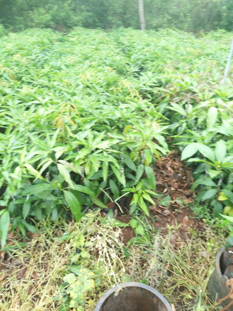 金煌芒树苗1m以下