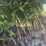 红贵妃芒果苗